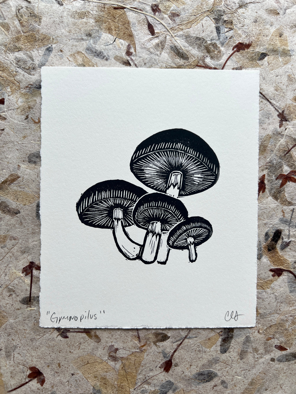 Gymnopilus Print