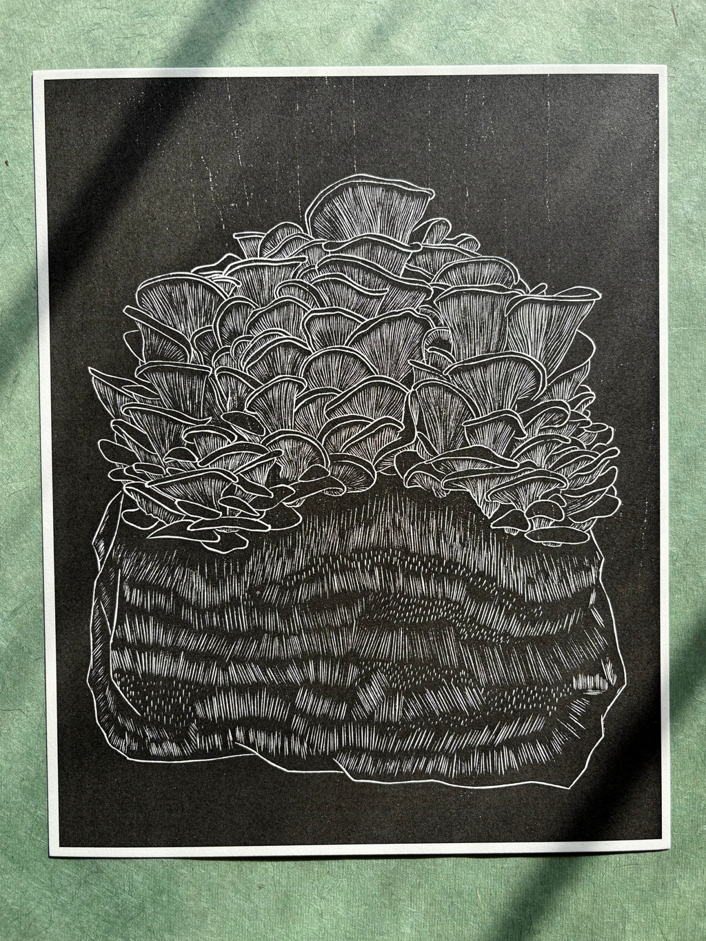 Giant Oyster Mushroom Reproduction Print