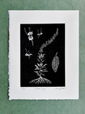 White Sage