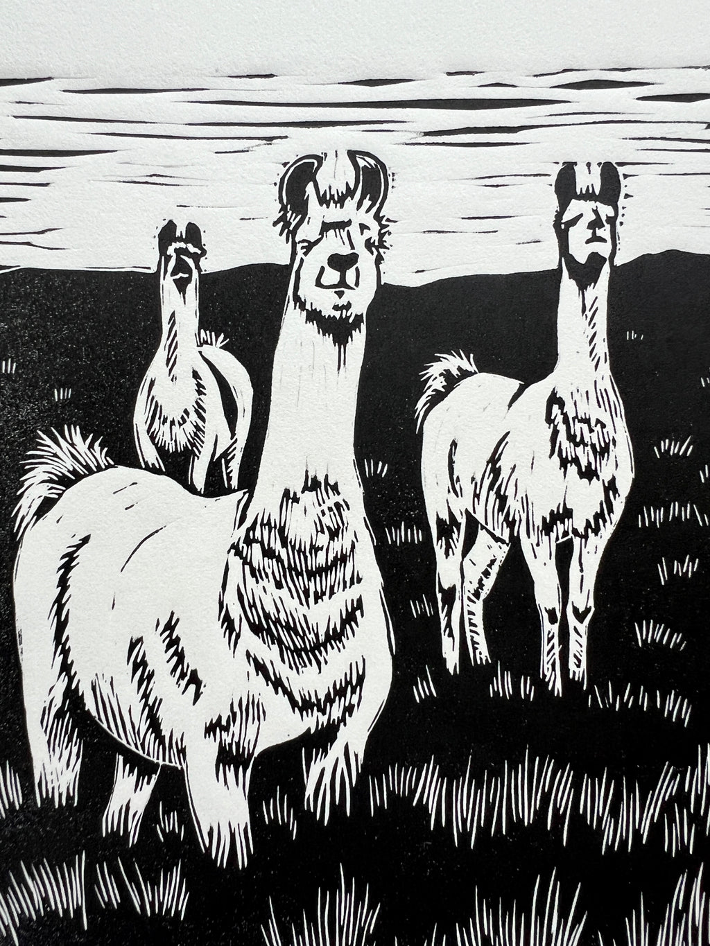 Neighborhood Llamas